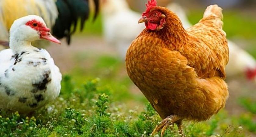 Un nou focar de gripă aviară la Orhei: Potrivit ANSA, alte șase focare din țară au fost eradicate