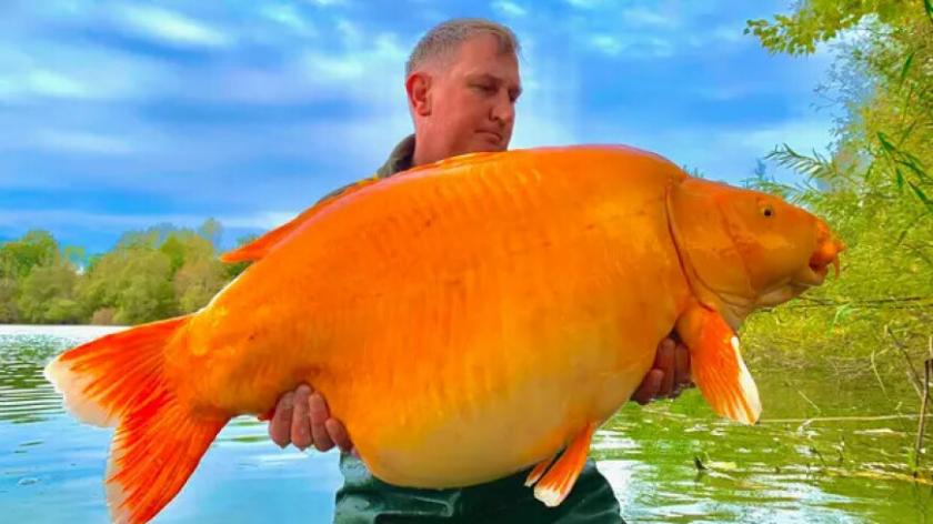 Ее назвали Морковка. Во Франции поймали одну из самых крупных золотых рыбок