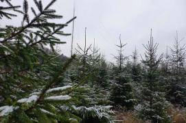 Moldsilva pune în vânzare peste 50.000 de pomi de Crăciun: Care este prețul acestora și în funcție de ce variază