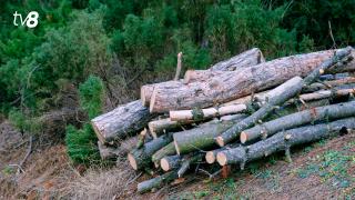  Кража древесины в Талмазе: проверки пройдут и в других лесохозяйствах 
