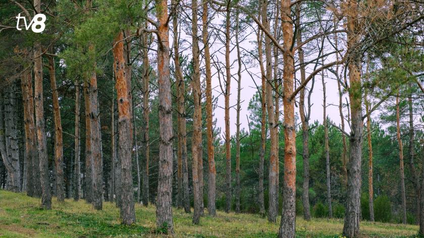 /VIDEO/ Ziua Internațională a Pădurilor: Importanța „plămânilor verzi ai planetei” și gradul de împădurire al Moldovei