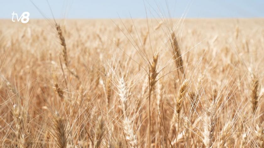 Молдова вводит ограничения на импорт зерна