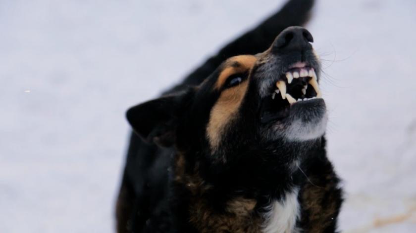 /VIDEO/ Cum să te protejezi de câinii agresivi: Recomandările experților în comportament canin când animalele sunt violente