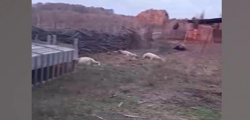 В селе Корнешты Унгенского района волки растерзали 16 овец