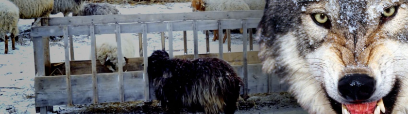 /VIDEO/ Clipe de coșmar pentru un cioban, rămas fără oi: „Mă uitam în jur și văd că în spatele meu e lupul”. Ce fac autoritățile