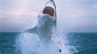 /VIDEO/ Tragedie pe o plajă din Egipt: Un turist din Rusia a fost ucis de un rechin în Marea Roșie