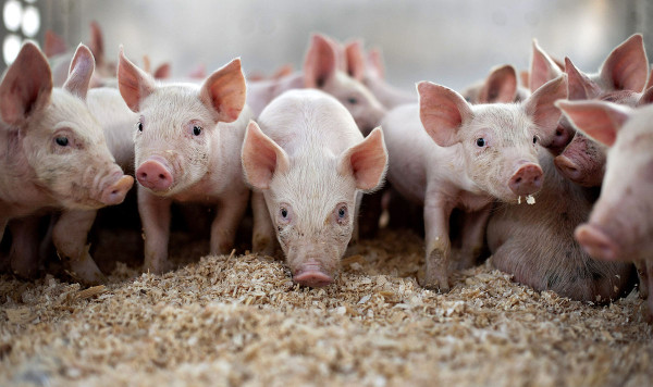 В Молдове зарегистрировали еще одну вспышку африканской чумы свиней