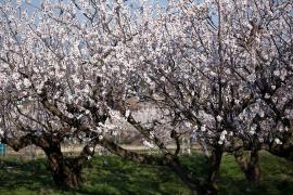 "Надежда небольшая на абрикосы в этом году". Морозы в Молдове привели к повреждению цветущих деревьев