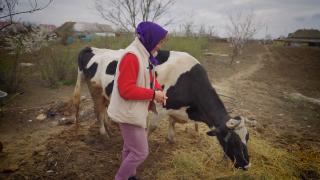 /VIDEO/ Cum s-au descurcat fermierii afectați de secetă: Povestea unei mame cu 5 copii, care a vândut vaca pentru lemne