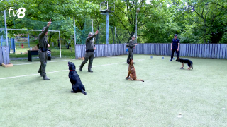 В Пограничной полиции завершают курс обучения служебных собак