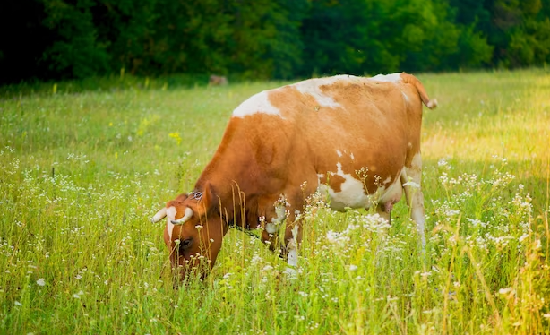 В Страшенском районе мужчина погиб от удара коровы