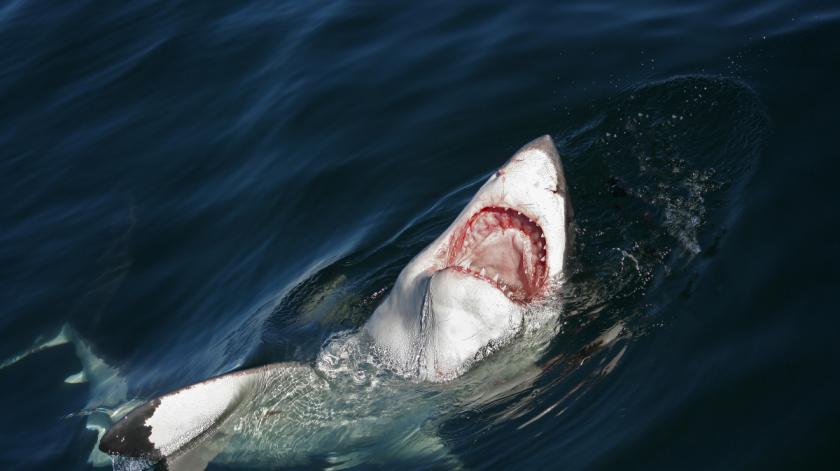 В Египте акула напала на купающегося туриста. Мужчина погиб на глазах у отдыхающих 