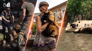 Emoționant! Momentul în care ucrainenii salvează animalele afectate de inundațiile cauzate de distrugerea barajului Nova Kahovka