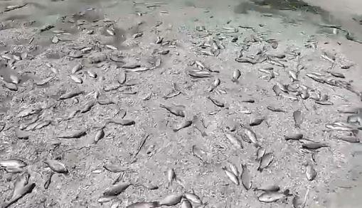 O „plagă masivă de pești” morți plutesc în apele care au inundat regiunea Herson după distrugerea barajului Nova Kahovka 
