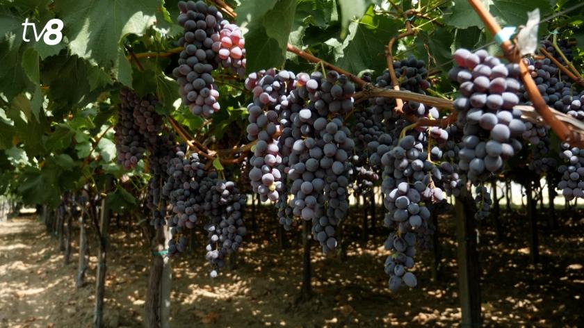Viticultorii pot accesa o listă a întreprinderilor interesate să cumpere struguri pentru vin. Sunt peste 100 de achizitori 