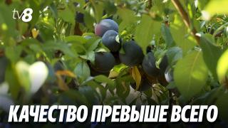 Богатый урожай: молдавские сливы готовятся на европейские рынки