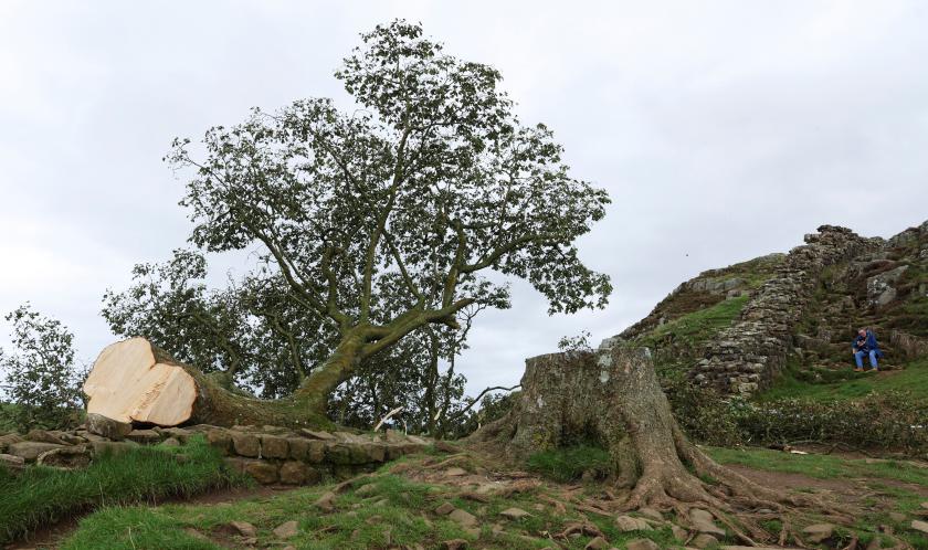 /VIDEO/ Arborele Robin Hood nu mai există: Un adolescent de 16 ani, arestat după ce a tăiat copacul legendar