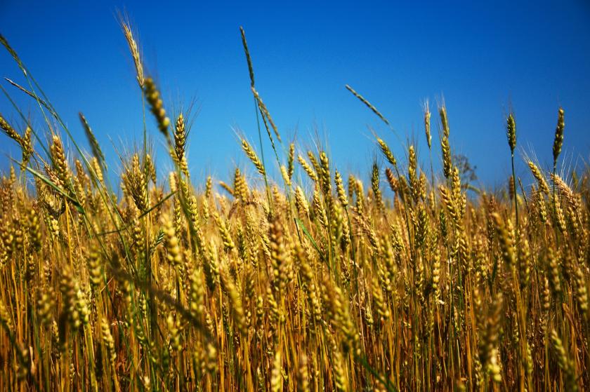 Încă trei luni de licențe pentru importul de cereale:  Cine va putea aduce în țară grâu, porumb și floarea-soarelui