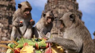 /VIDEO/ Un oraș din Thailanda, luat cu asalt de maimuțe: Primatele au avut parte de un festin drept recunoștință, fiindcă atrag turiștii