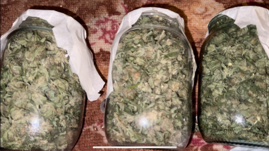 /VIDEO/ Captură de marijuana de 300.000 de lei, la Anenii Noi: Unde au fost găsite drogurile