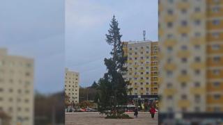 /VIDEO/ Au pus bradul ca să-l taie. Un pom de Crăciun din România, de râsul internetului: „Seamănă leit cu conducătorii mult iubiți”