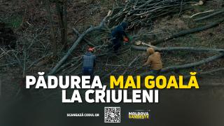 /VIDEO/ Păduri de salcâm, tăiate la Criuleni, cu autorizație de la Agenția de Mediu. „Arborii au peste 40 de ani”