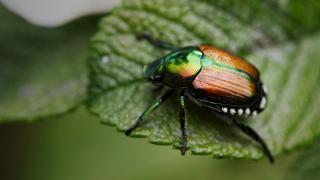 /VIDEO/ Între cadou și răzbunare: Unde pot îndrăgostiții boteza un gândac cu numele fostei persoane iubite