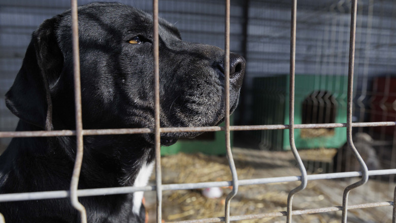 Asigurare pentru agresivitate! Românii care dețin câini „periculoși” trebuie să plătească o poliță de până la 2000 de euro pe an 