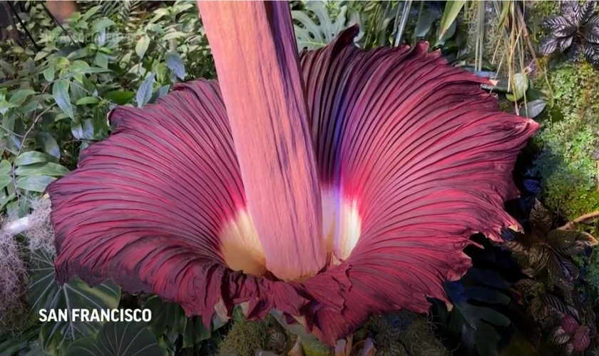 /VIDEO/ Cea mai urât mirositoare floare din lume și-a deschis petalele: Se întâmplă o dată la 7-10 ani. Ce aromă are