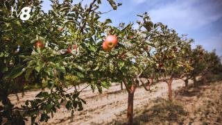 A obligat doi moldoveni să culeagă mere și zmeură în Rusia, pentru o leafă mizeră. Femeia, condamnată pentru trafic de persoane