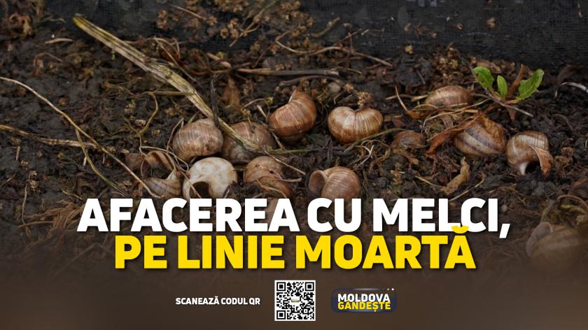 /VIDEO/ „Melco moldovano”. Afacerea cu melci a unui italian, pusă pe pauză. „Nu a mai rămas niciun melc”