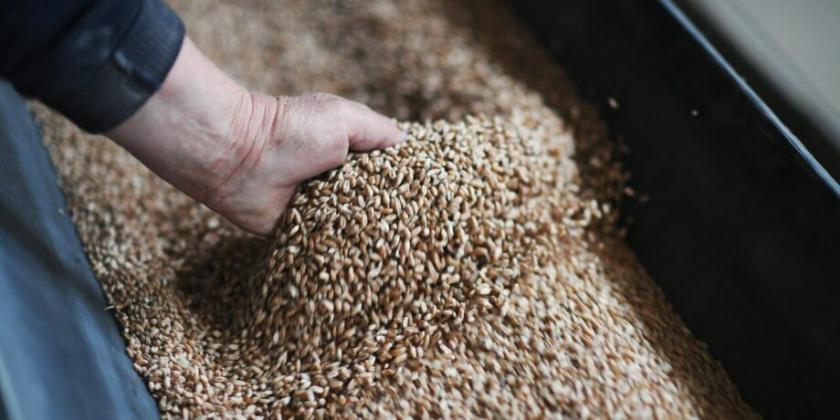 Еще на три месяца: КЧС продлила период импорта зерновых и масленичных культур на основании лицензий