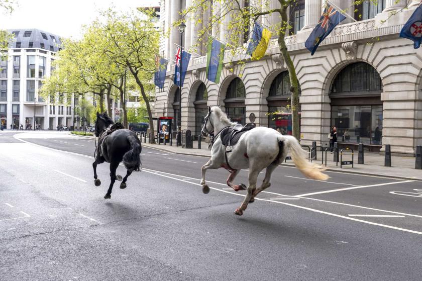 /VIDEO/ Alarmă în centrul Londrei: Mai mulţi cai din cavaleria regală au scăpat liberi pe stradă. Patru persoane – internate