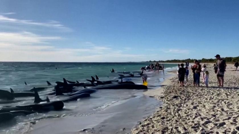 /VIDEO/ 140 de balene au eșuat în Australia: Experții marini au intervenit pentru a le salva, dar unele au pierit