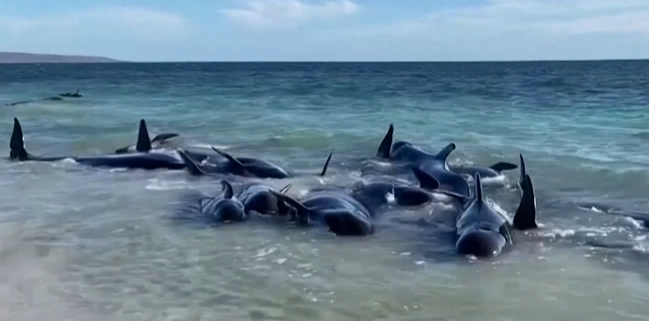 /ВИДЕО/ Спасение гринд: в Австралии более ста черных дельфинов выбросило на берег 