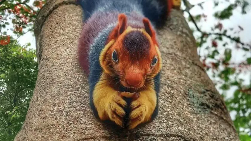 /FOTO/ Cea mai mare veveriță din lume. Are culori spectaculoase și pare a fi un personaj de desene animate