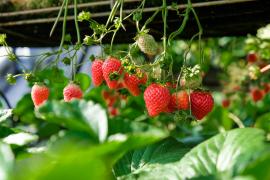 /VIDEO/ Temperaturi generoase, căpșuni delicioase: Își așteaptă cumpărătorii direct în sere