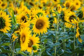 /VIDEO/ Importul semințelor de floarea-soarelui, deblocat: Autoritățile vor să prevină scumpirea uleiului