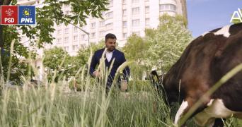/VIDEO/ Campanie dusă la extreme: Un candidat la Primăria unui sector din București, cu vaca la păscut prin Capitala României
