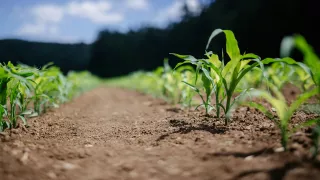 /VIDEO/ Situație critică în agricultură: Din cauza secetei, roada la unele culturi va fi mult mai mică
