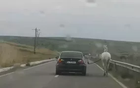 /VIDEO/ Plus un cal putere: Imagini virale pe internet cu un BMW care plimbă un cal pe un drum din România