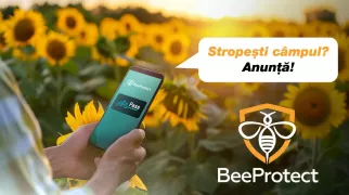 /VIDEO/ Mai aproape de flori, mai departe de otravă: Sistemul BeeProtect de prevenire a intoxicării albinelor, actualizat