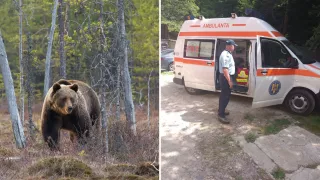 Coșmar în vacanță: Doi moldoveni au fost atacați de urs, în timp ce se plimbau la o stațiune din România