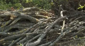 /ВИДЕО/ Кража древесины в Талмазе: ущерб оценивается в полмиллиона леев 