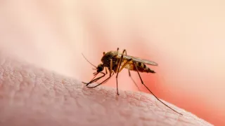 В Молдове призывают путешествующих граждан пройти профилактику малярии 