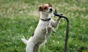 От жары страдают не только люди: как помочь животным пережить экстремальные температуры