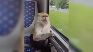 /VIDEO/ Adevărul despre maimuța filmată în troleibuz: Precizările RTEC