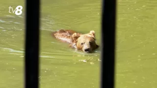/VIDEO/ Noii membri în familia de la zoo: Cum sunt botezați cei trei urși, aduși din Ucraina