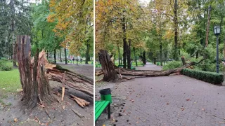 /VIDEO/ Copac uriaș, prăbușit în Parcul Ștefan cel Mare. Ce spun responsabilii de la primărie