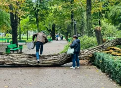 /ФОТО/ В Кишиневе в парке "Штефан чел Маре" проверили все деревья после рухнувшей от ветра акации